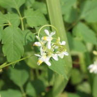 Cardiospermum grandiflorum Sw.